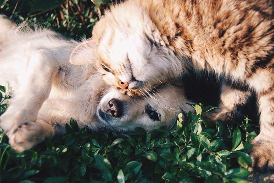 Guida pratica alla convivenza tra cane e gatto