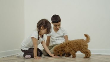 Educazione del cane: l’importantissimo ruolo del rinforzo positivo