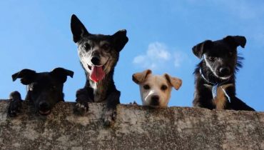 Cani e microchip: tutto quello che c’è da sapere
