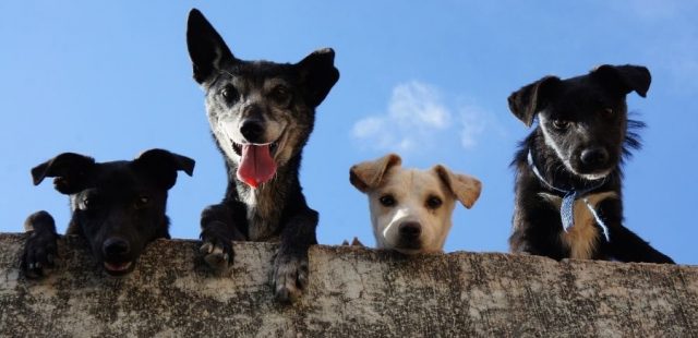 Cani e microchip: tutto quello che c’è da sapere