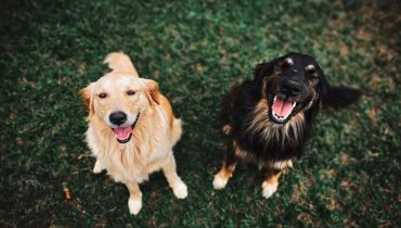 I cani “ridono”? Cosa dice la scienza