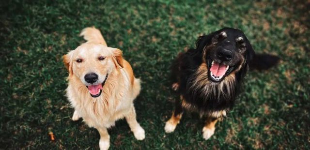 I cani “ridono”? Cosa dice la scienza