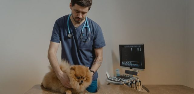 Detrazione spese veterinarie: tutto quello che c’è da sapere