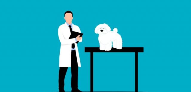 Documenti veterinari: il libretto sanitario del cane