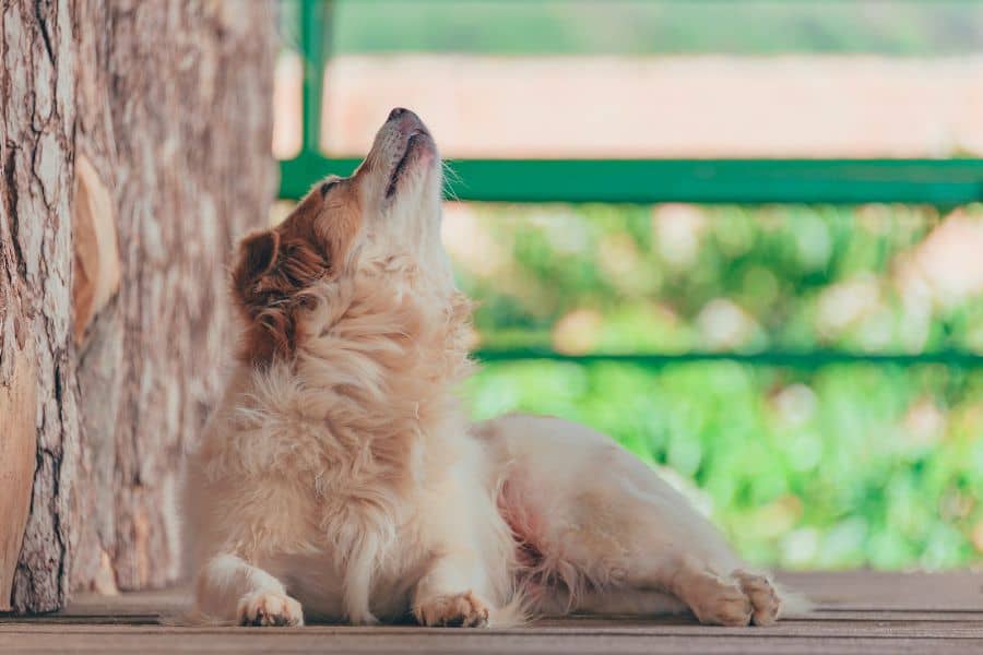 Il tuo cane ulula al suono delle sirene? Ecco perchè!