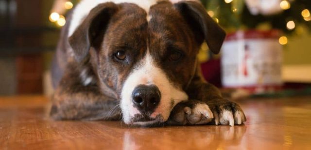 La tavola delle feste: quali sono gli alimenti che i cani devono assolutamente evitare?