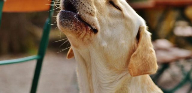 Perché Sanremo è Sanremo: le più belle canzoni dedicate ai cani