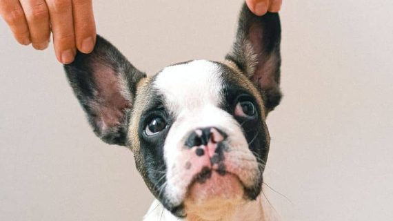 Buono a sapersi: come pulire le orecchie del tuo cane