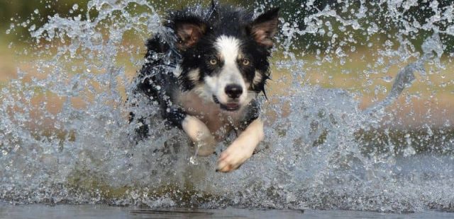 Giornata mondiale dell’acqua, il rapporto dei cani con questo fondamentale elemento