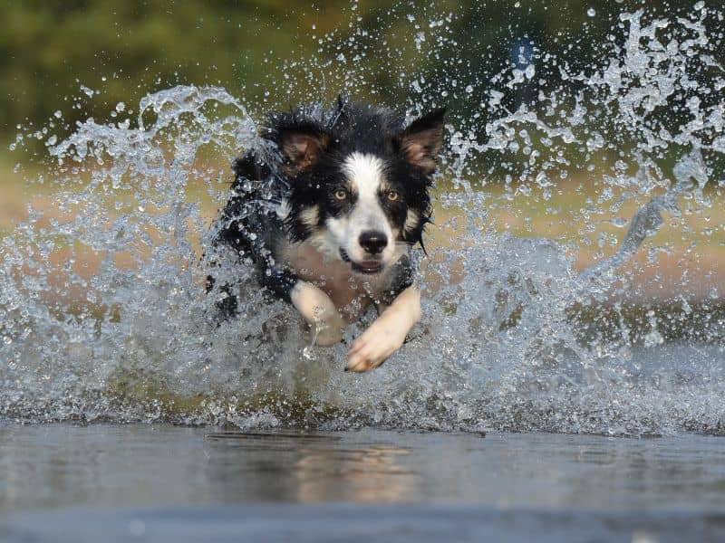Giornata mondiale dell’acqua, il rapporto dei cani con questo fondamentale elemento