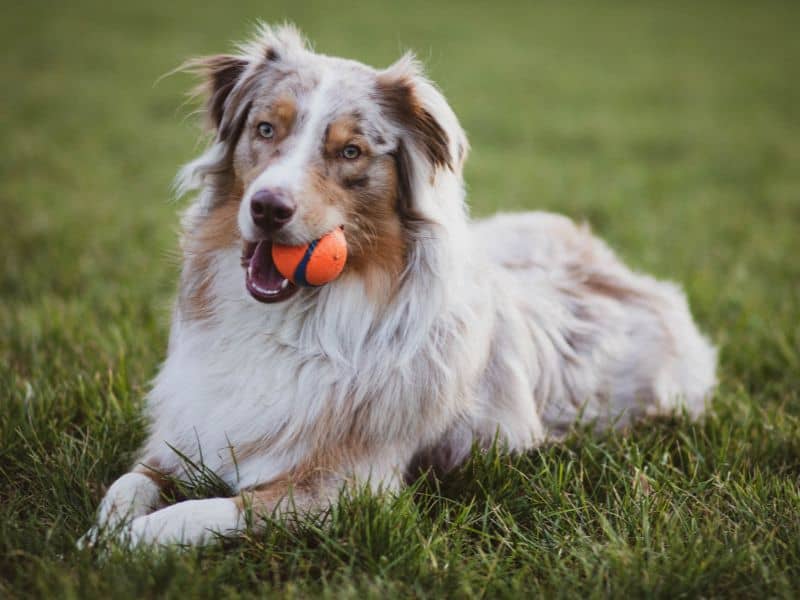 Primavera e prevenzione: la scelta dell’antiparassitario più adatto per il tuo cane