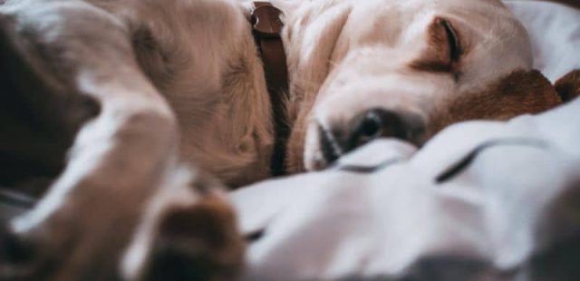 Cani e depressione: cosa c’è da sapere e quali sono i segnali da interpretare?